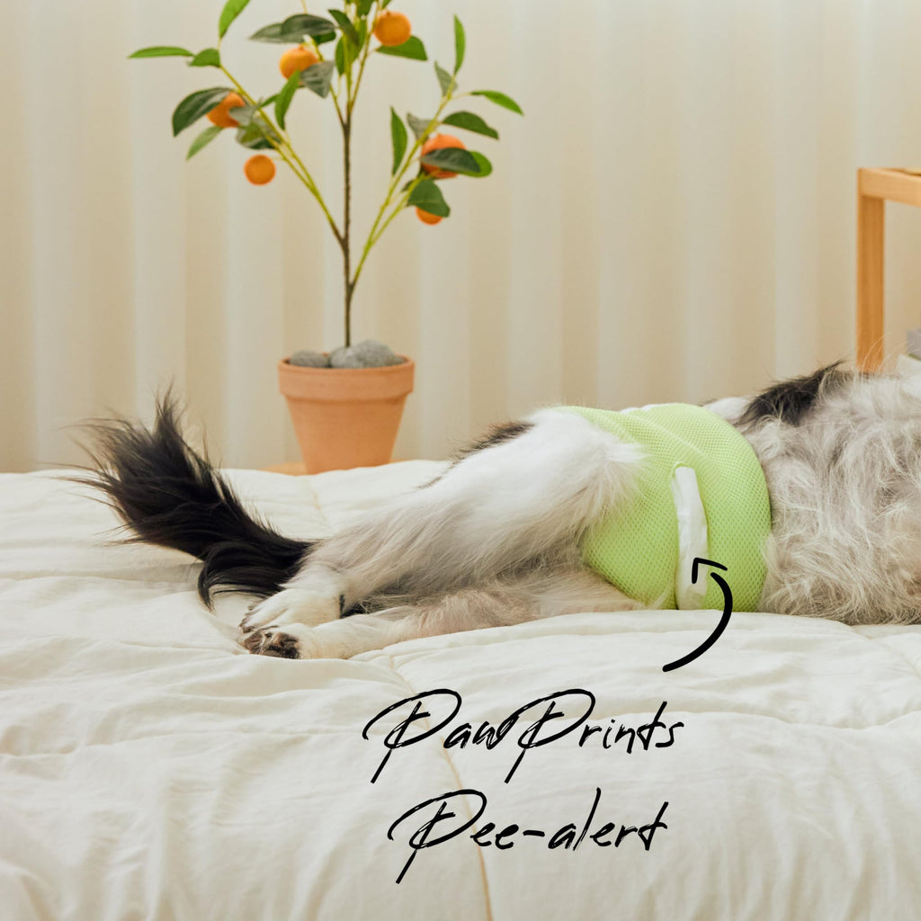 WICKEDPUP Male Dog Belly Band Kit, 50 Diaper Pads & 1 Reusable Male Wrap (Size 0 (10.5" - 14" Waist)) - Dealqueen