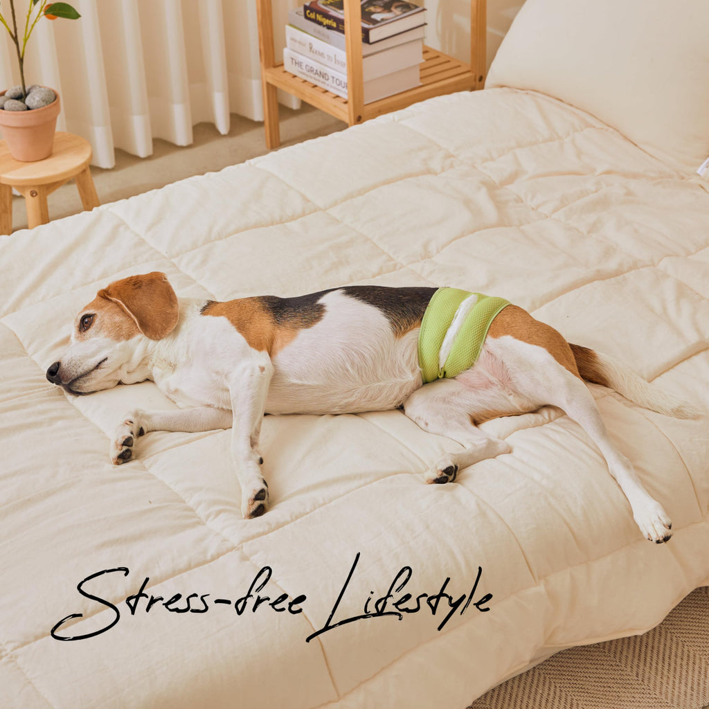 WICKEDPUP Male Dog Belly Band Kit, 50 Diaper Pads & 1 Reusable Male Wrap (Size 0 (10.5" - 14" Waist)) - Dealqueen