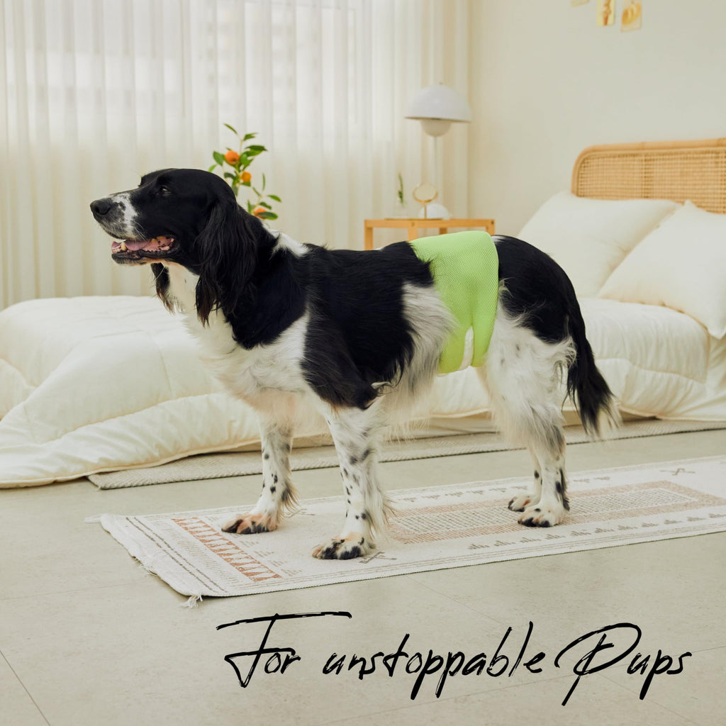 WICKEDPUP Male Dog Belly Band Kit, 50 Diaper Pads & 1 Reusable Male Wrap (Size 0 (10.5" - 14" Waist)) - Dealqueen
