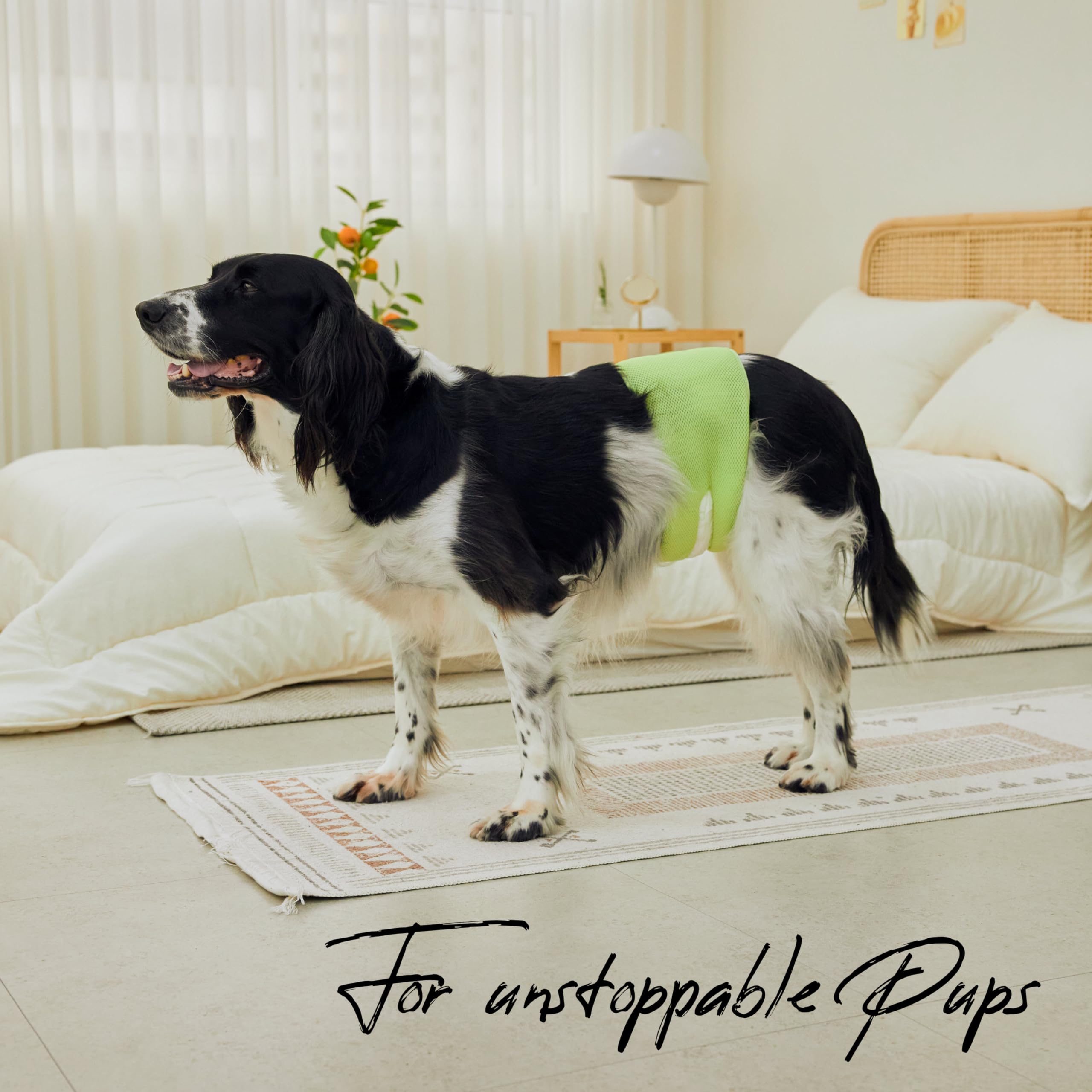 WICKEDPUP Male Dog Belly Band Kit, 50 Diaper Pads & 1 Reusable Male Wrap (Size 0 (10.5" - 14" Waist)) - Dealqueen