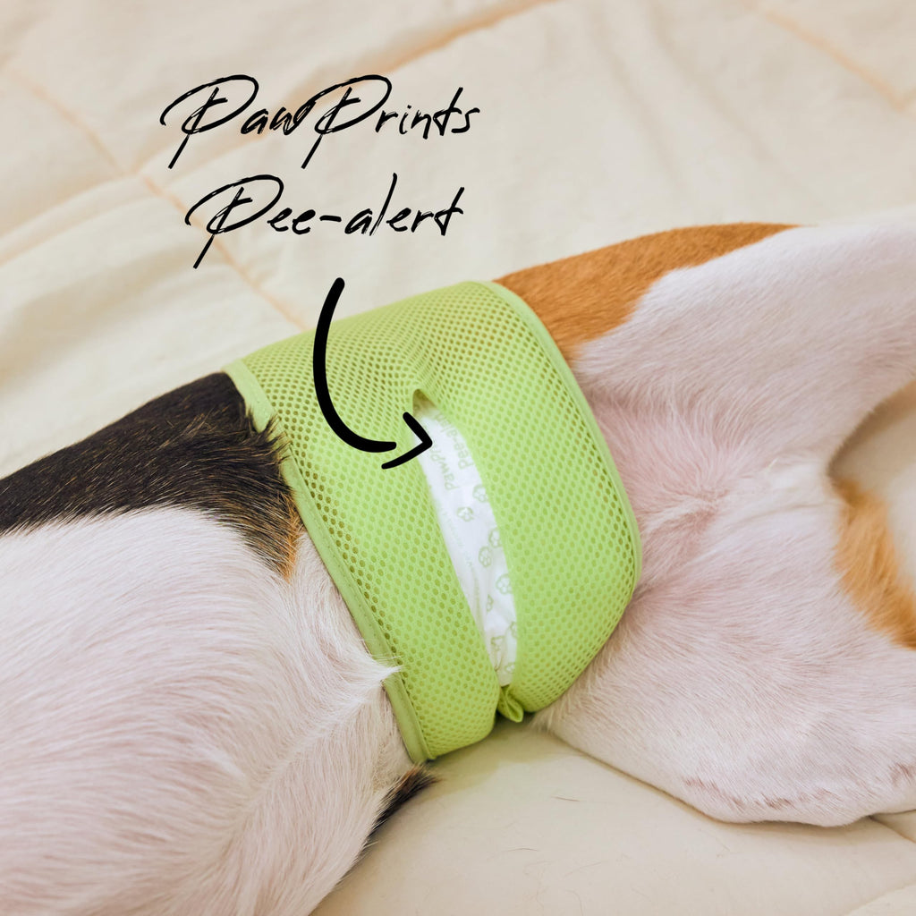 WICKEDPUP Male Dog Belly Band Kit, 50 Diaper Pads & 1 Reusable Male Wrap (Size 0 (10.5" - 14" Waist)) - Dealqueen